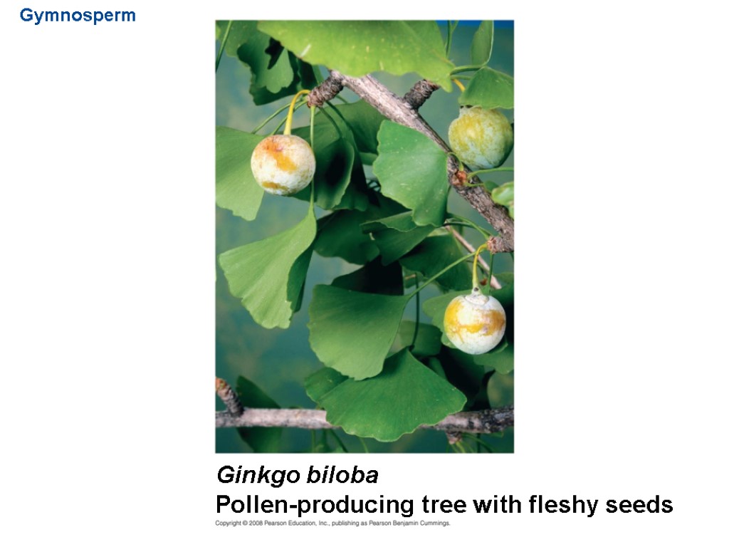 Gymnosperm Ginkgo biloba Pollen-producing tree with fleshy seeds